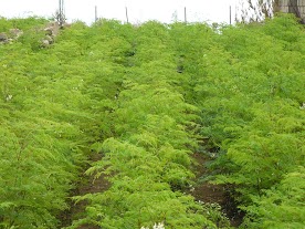 Moringa-Baeume-Garten.jpg