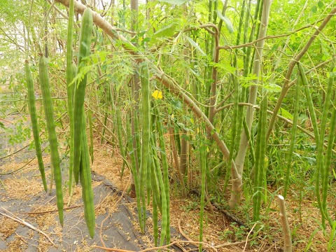 Moringa-Schoten.jpg